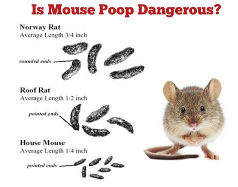 is mouse feces dangerous